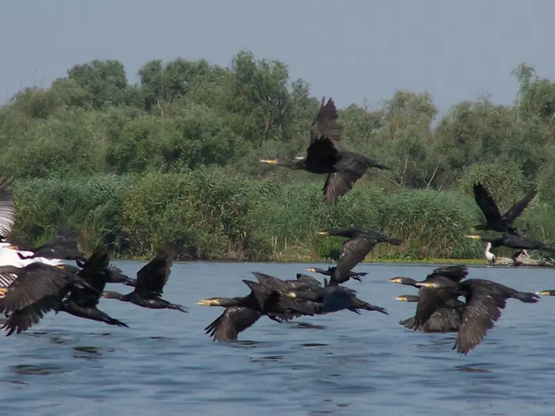 Séjour photo et/ou observation dans le delta du Danube Visuel 4