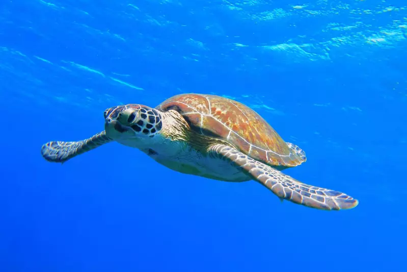Découverte des fonds marins