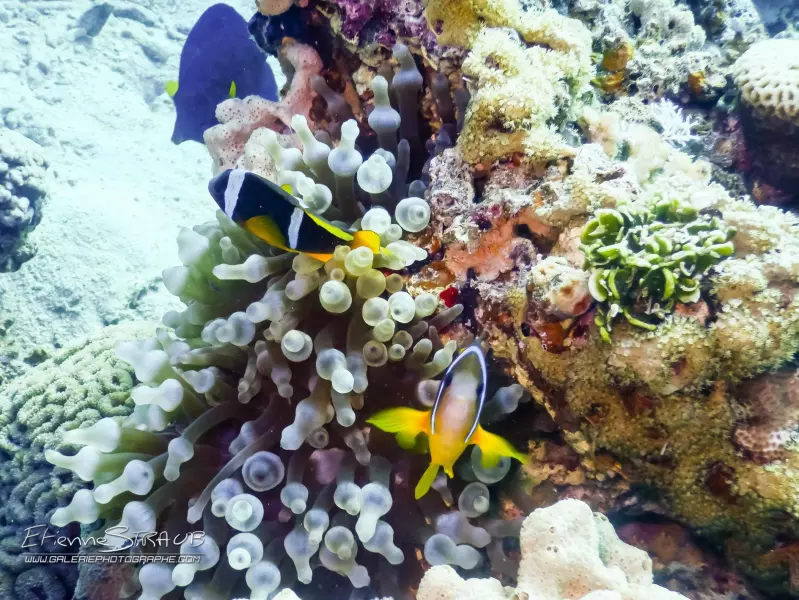 La Jordanie entre Terre & Mer Visuel 10