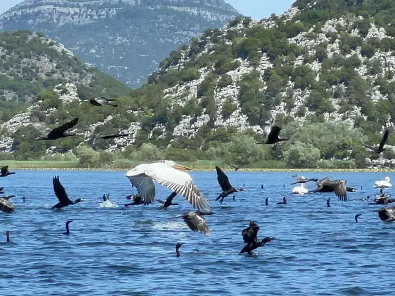 L'Albanie  authentique en liberté Visuel 3