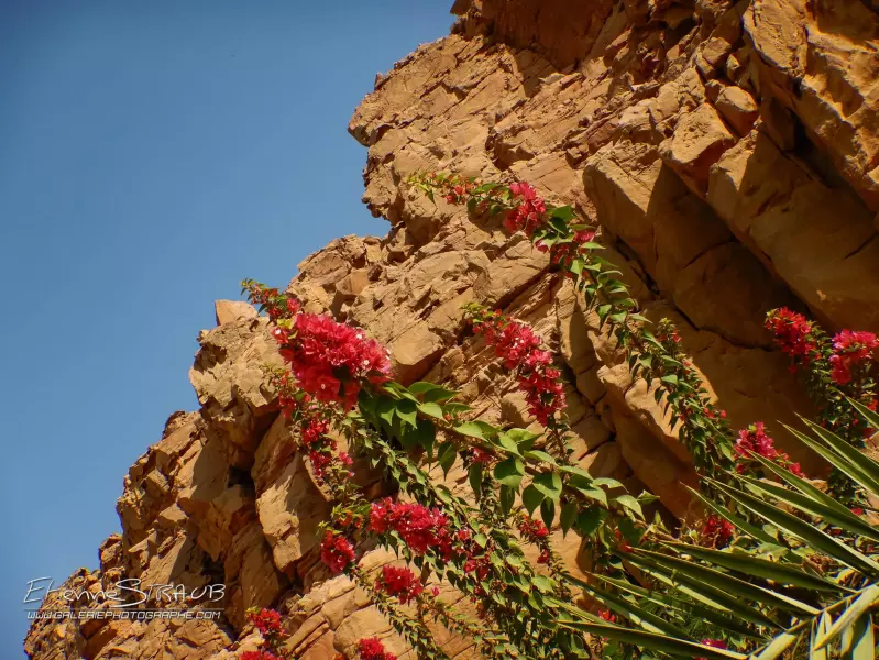 Immersion Jordanienne Visuel 24