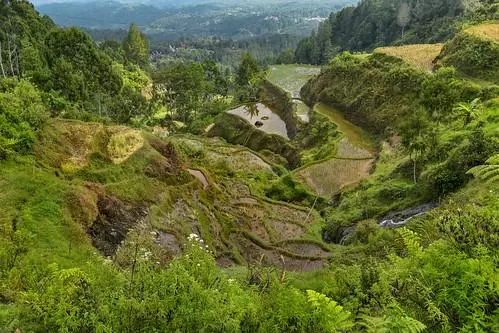 Sulawesi, immersion en pays Toraja Visuel 5