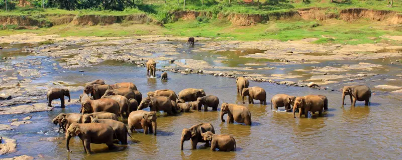 Sri Lanka, perle de l'océan indien ! Visuel 3