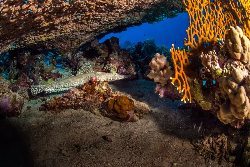 Croisière Le Grand Sud égyptien : Rocky, Zabargad, St John's et Elphinstone Visuel 5
