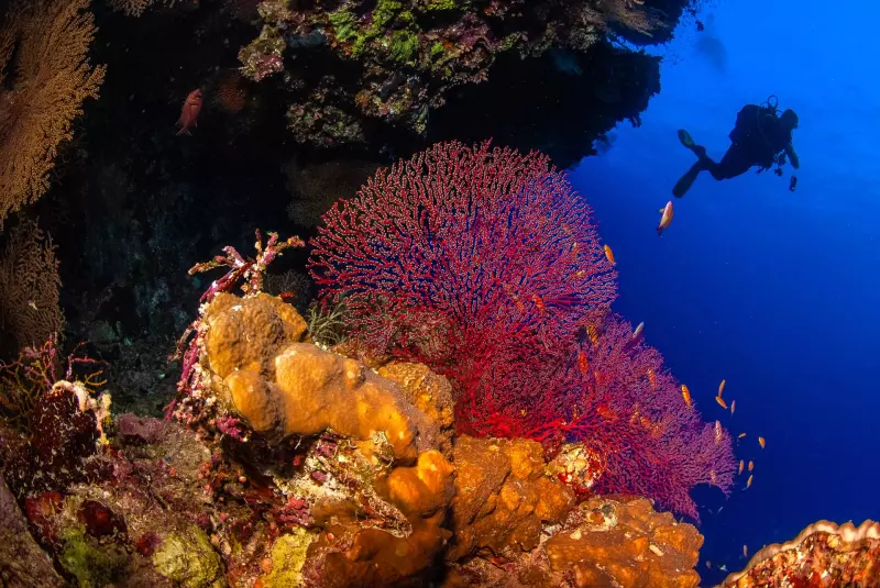 Croisière Best of Epaves : Légendes englouties et jardins coraliens Visuel 1