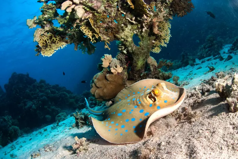 Croisière à  la découverte des îles du sud : Deadalus, Rocky, Zabargad, Elphinstone Visuel 6