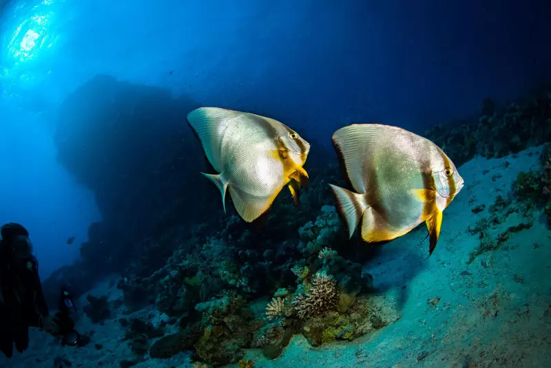 Croisière Fury Shoal : la découverte accessible des trésors sous-marins égyptiens Visuel 7