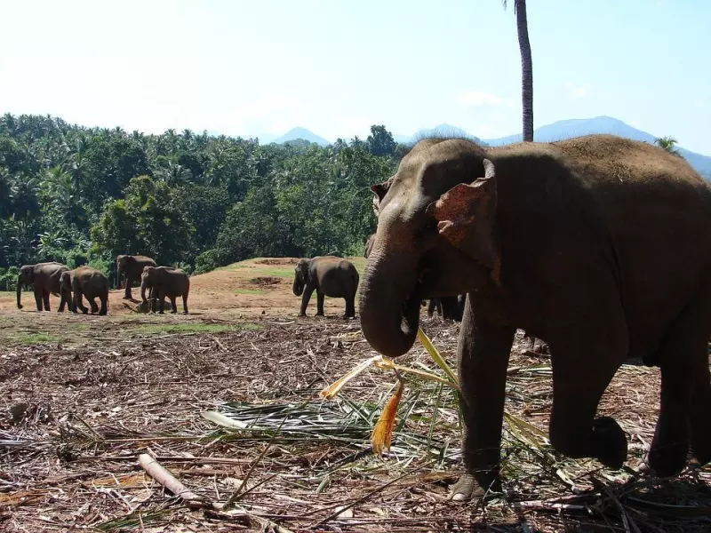 Sri Lanka entre récifs et épices (15 Plongées) Visuel 8