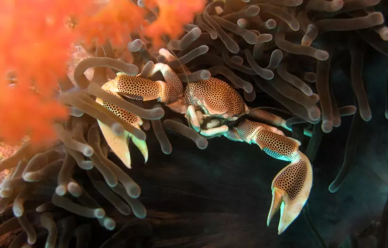 Croisière en Mer d'Andaman (22 plongées) Visuel 7