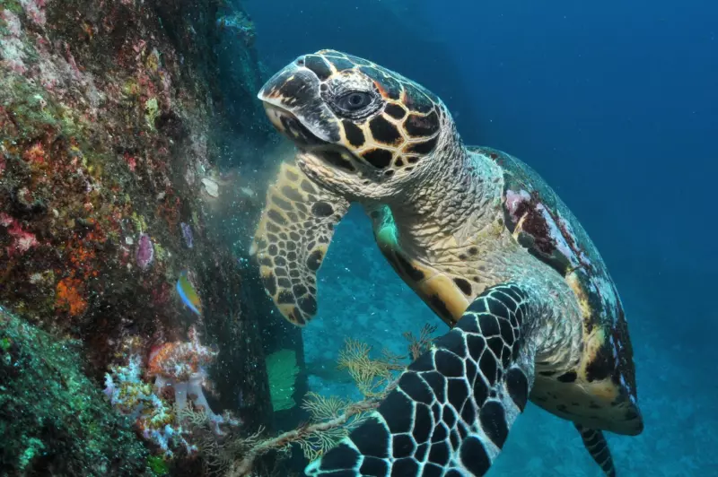 Croisières sur les îles Similan & Richelieu Rock (15 plongées) Visuel 3