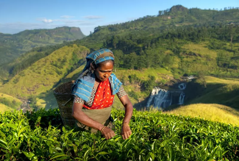 Inde du Sud et Kerala Visuel 5