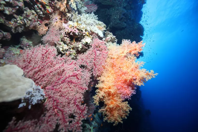 Croisière Fury Shoal : la découverte accessible des trésors sous-marins égyptiens Visuel 1