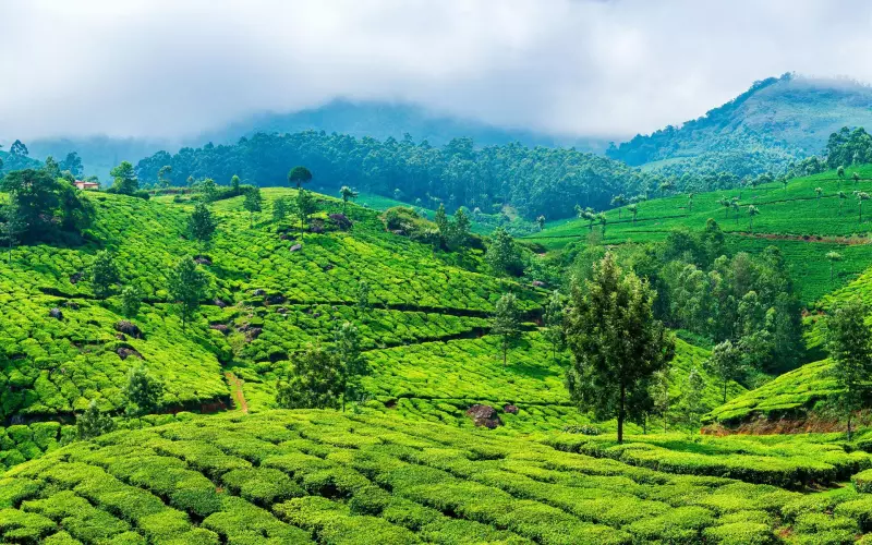 Splendeurs du sud de l'Inde Visuel 5
