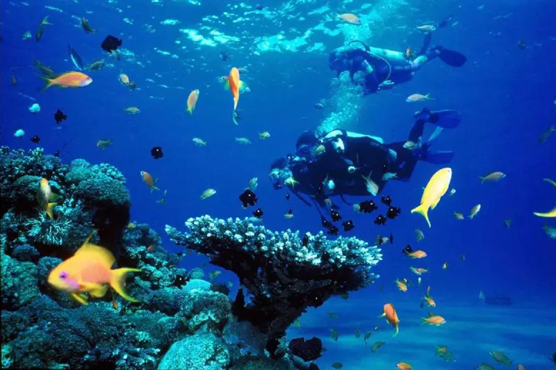 Plongée au Paradis Java/ Karimunjawa Visuel 7