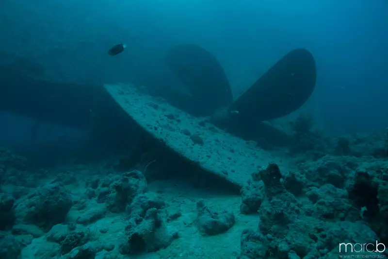 Croisière Trésors du Nord : épaves et tombants Visuel 7