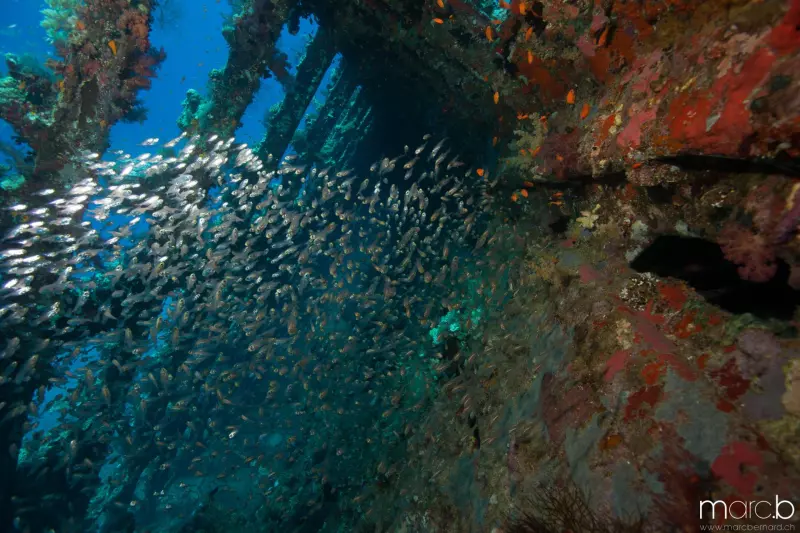Croisière Best of Dahab - Tiran : l'intégrale du nord et merveilles du Sinai Visuel 6