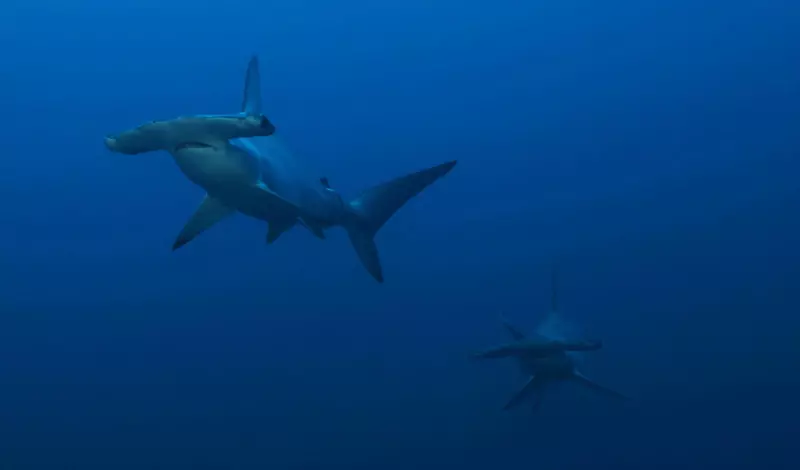 Croisière à  la découverte des îles du sud : Deadalus, Rocky, Zabargad, Elphinstone Visuel 4