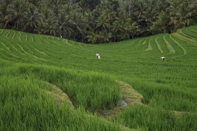 Sulawesi, immersion en pays Toraja Visuel 2