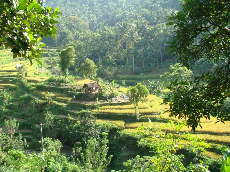 Bali, l'essentiel Visuel 5