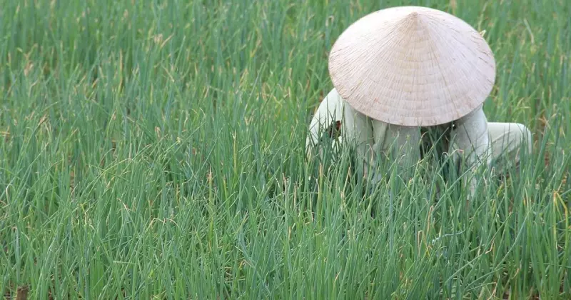 L'essentiel du Vietnam Visuel 2